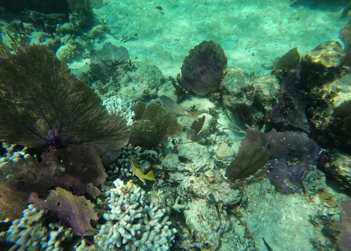 The Coral Casa
